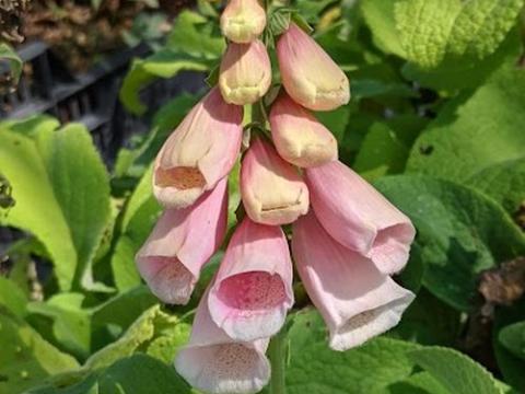 Digitalis purpurea 'Apricot'