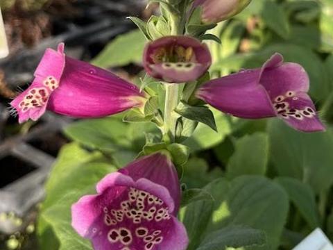 Digitalis purpurea 'Foxbee Dark Red'
