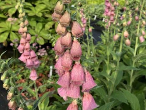 Digitalis 'Mertonensis'