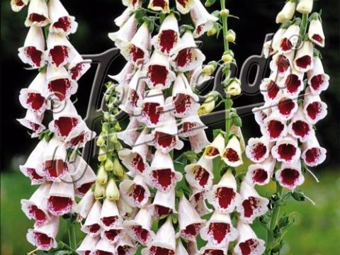 Digitalis purpurea 'Pam's Choice'