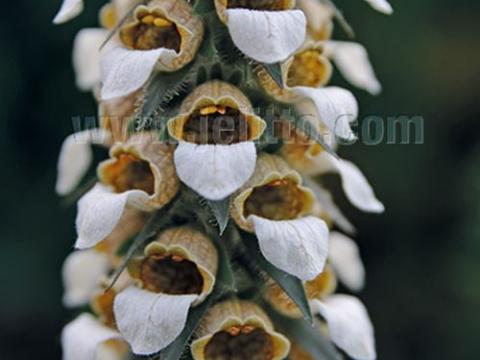 Digitalis parviflora