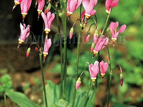 Dodecatheon meadia