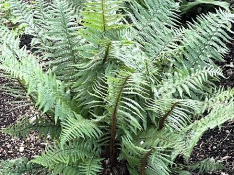 Dryopteris affinis