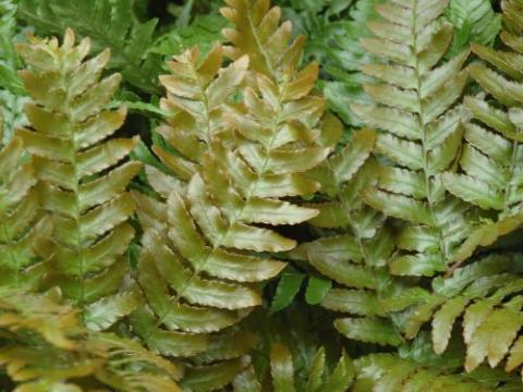 Dryopteris erythrosora