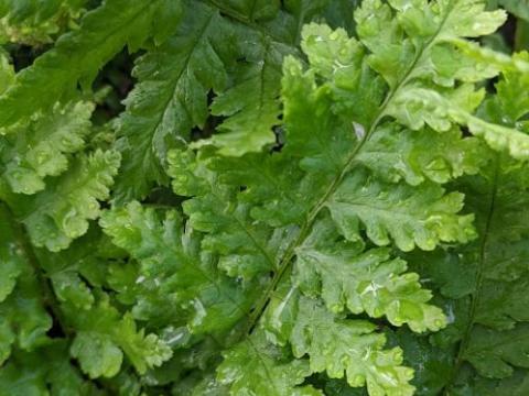 Dryopteris filix-mas