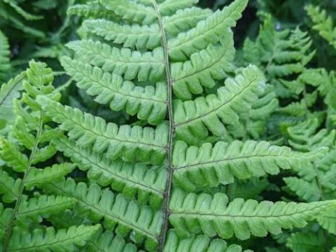 Dryopteris wallichiana