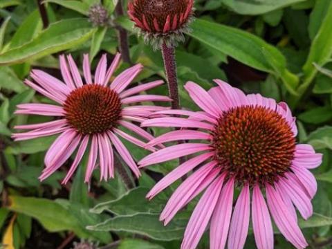Echinacea purpurea 'Augustkönigin'
