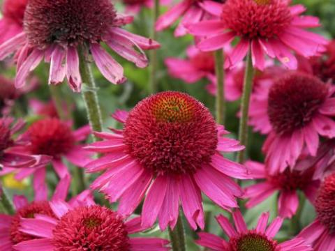 Echinacea purpurea 'Delicious Candy' PBR