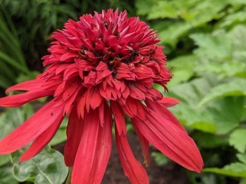 Echinacea purpurea 'Eccentric' PBR