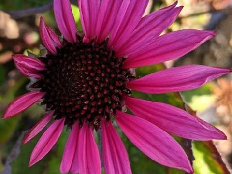Echinacea purpurea 'Fatal Attracton' PBR