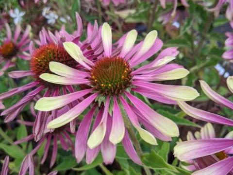Echinacea purpurea 'Green Twister'