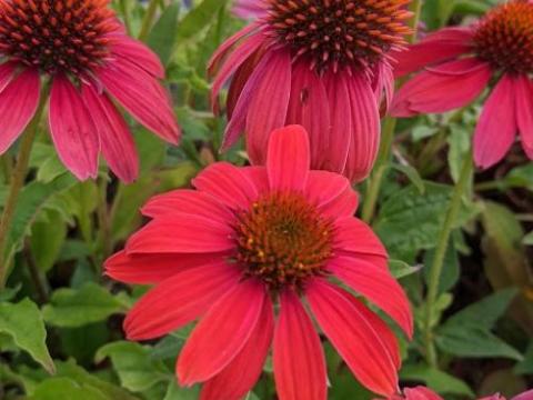Echinacea purpurea 'Lakota Red'