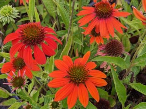 Echinacea purpurea 'Lakota Orange'