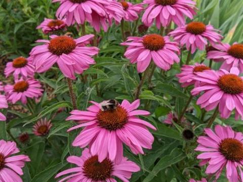 Echinacea purpurea 'Magnus'