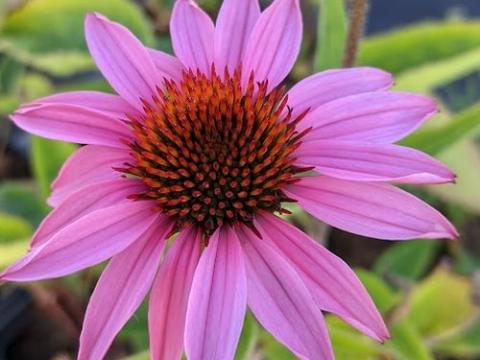 Echinacea purpurea 'Magnus Superior'