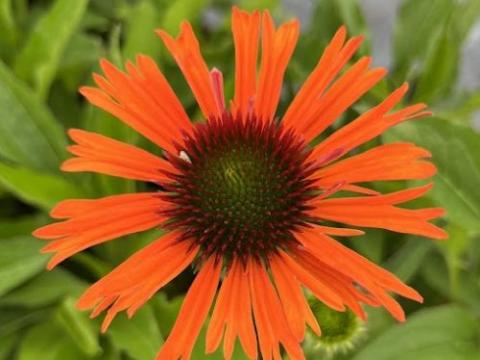 Echinacea purpurea 'Oranje Skipper' PBR