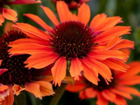 Echinacea purpurea 'Orange Pearl'