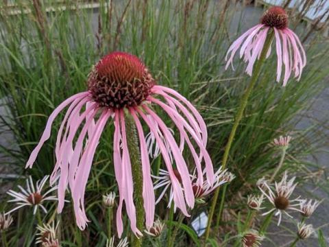 Echinacea pallida