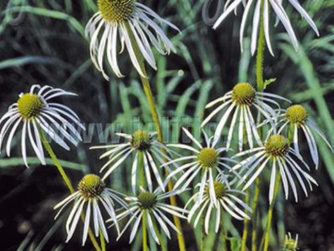Echinacea pallida 'Hula Dancer'