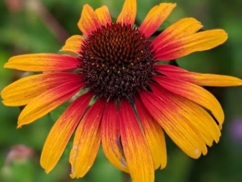 Echinacea purpurea 'Parrot' PBR