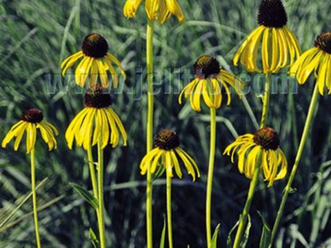 Echinacea paradoxa var.  paradoxa