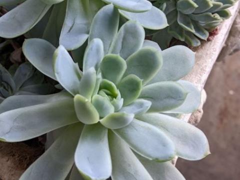 Echeveria peacockii