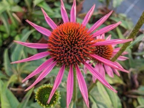 Echinacea purpurea 'Pica Bella'