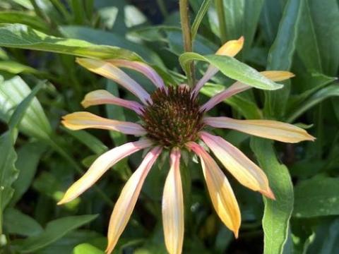 Echinacea purpurea 'Pink Tip' PBR