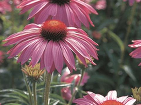 Echinacea purpurea