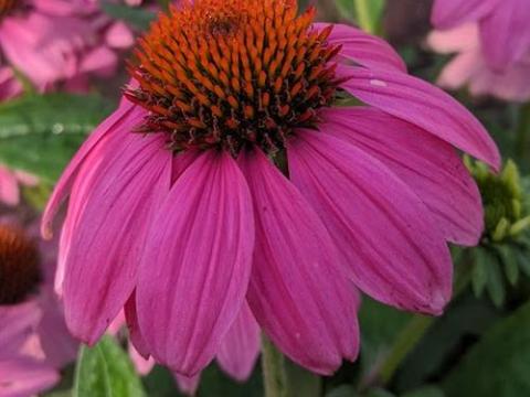 Echinacea purpurea PW WILD BERRY®