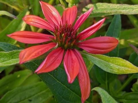 Echinacea purpurea 'Red Pearl'