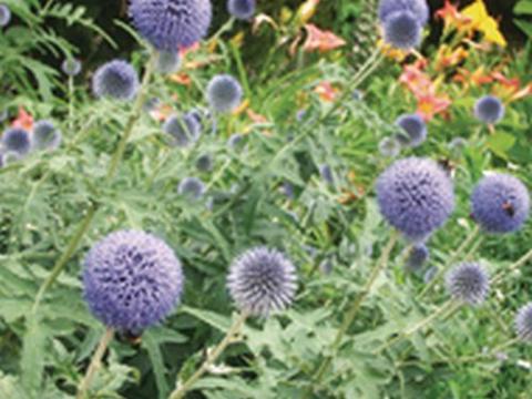 Echinops ritro