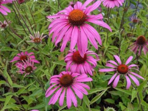 Echinacea purpurea 'Ruby Star' (Rubinstern)