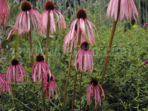 Echinacea simulata