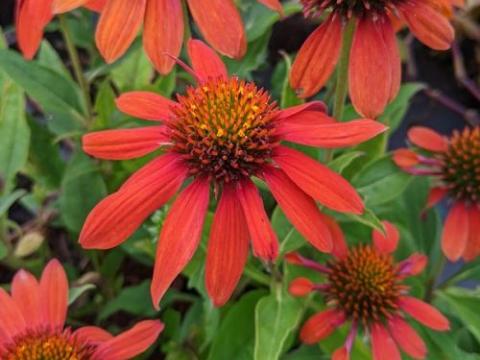 Echinacea purpurea 'Sombrero Adobe Orange'