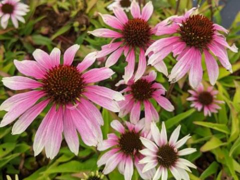 Echinacea purpurea 'Sombrero White Purple'