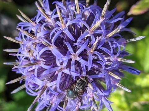 Echinops bannaticus 'Taplow Blue'