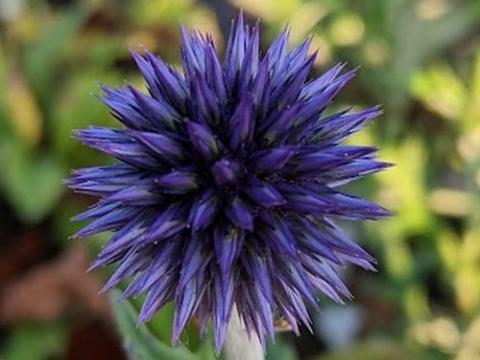 Echinops ritro 'Veitch's Blue'