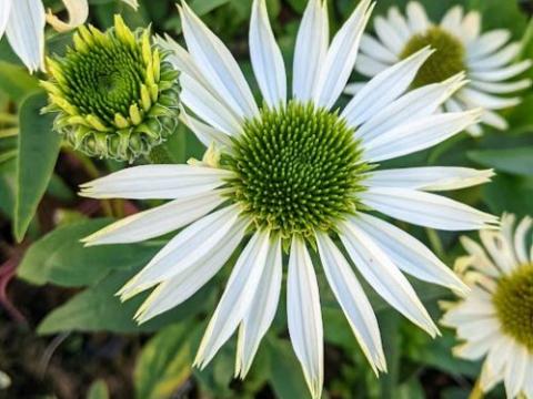 Echinacea purpurea 'Virgin' PBR