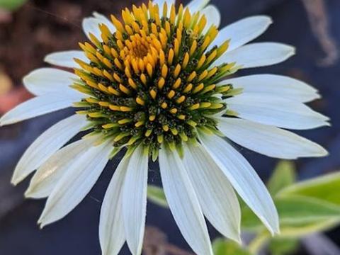 Echinacea purpurea 'White Swan'