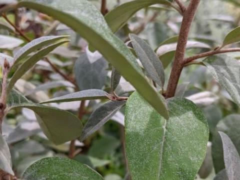 Elaeagnus 'Quicksilver' ®