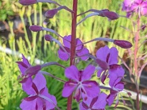 Epilobium angustifolium