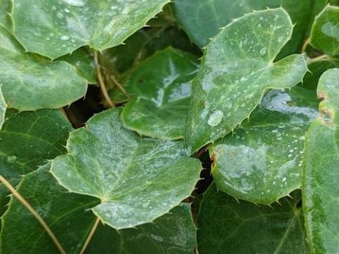 Epimedium per. (x) 'Frohnleiten'