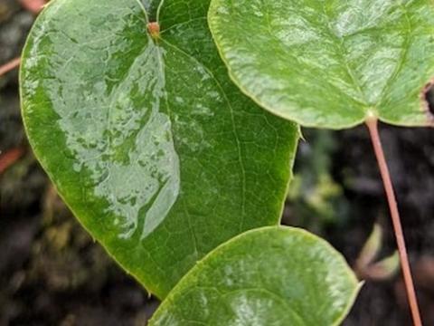 Epimedium grandiflorum