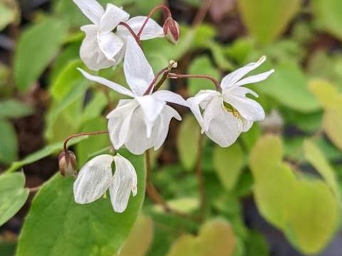 Epimedium youngianum (x) 'Niveum'