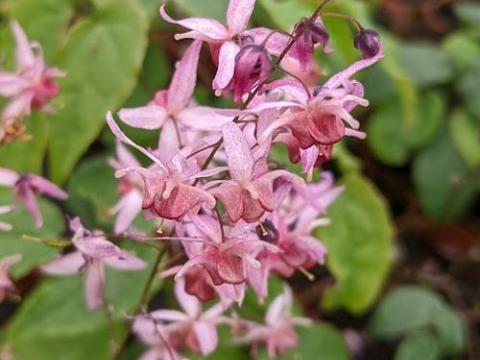 Epimedium  'Pink Elf'®