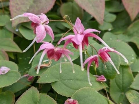 Epimedium grandiflorum 'Pretty in Pink'