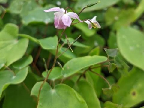 Epimedium youngianum (x) 'Roseum'