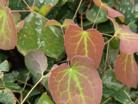 Epimedium rubrum