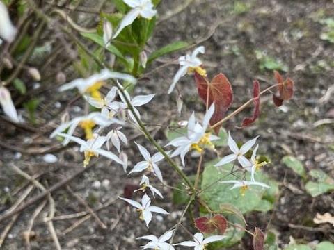 Epimedium stel. 'Wudang Star'